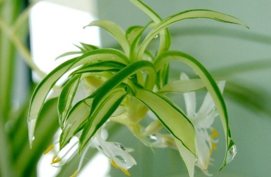 關(guān)于上海甲醛檢測需要了解的幾點(diǎn)你知道嗎？
